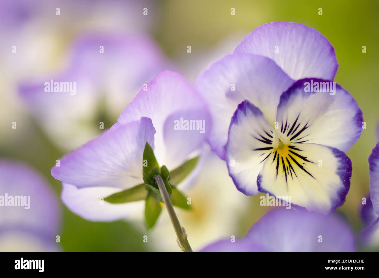 Viola with delicate cream and pale blue translucent petals and yellow eye at centre. One faced forwards, one turned away. Stock Photo