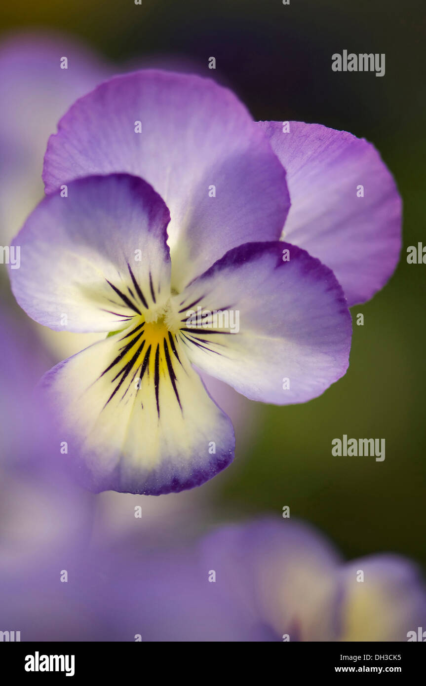 Viola. Flower with delicate cream and pale purple-blue petals and yellow eye at centre. Stock Photo