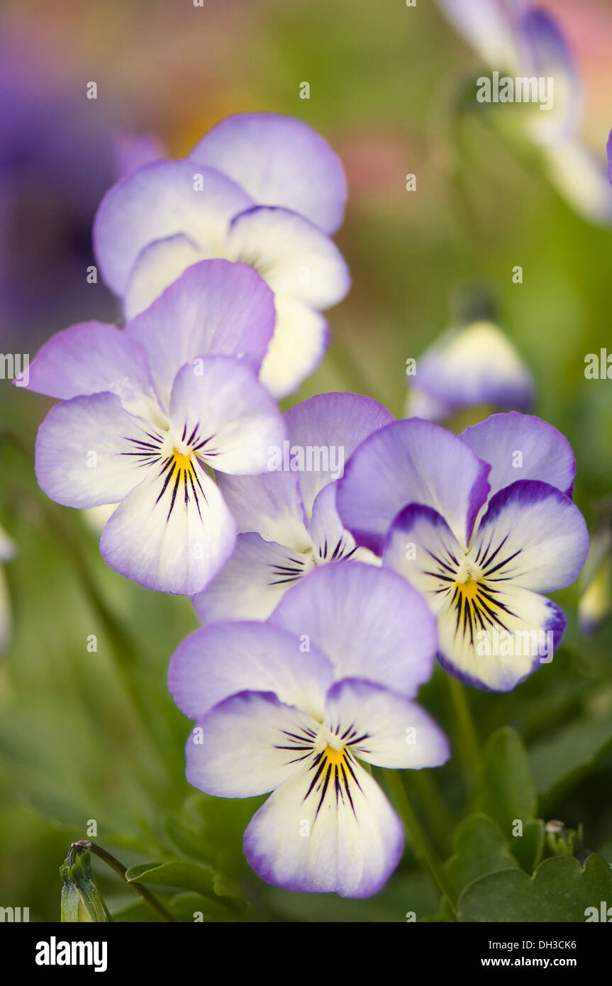 Viola. Group of flowers with delicate cream and pale blue petals and yellow eye at centre. Stock Photo