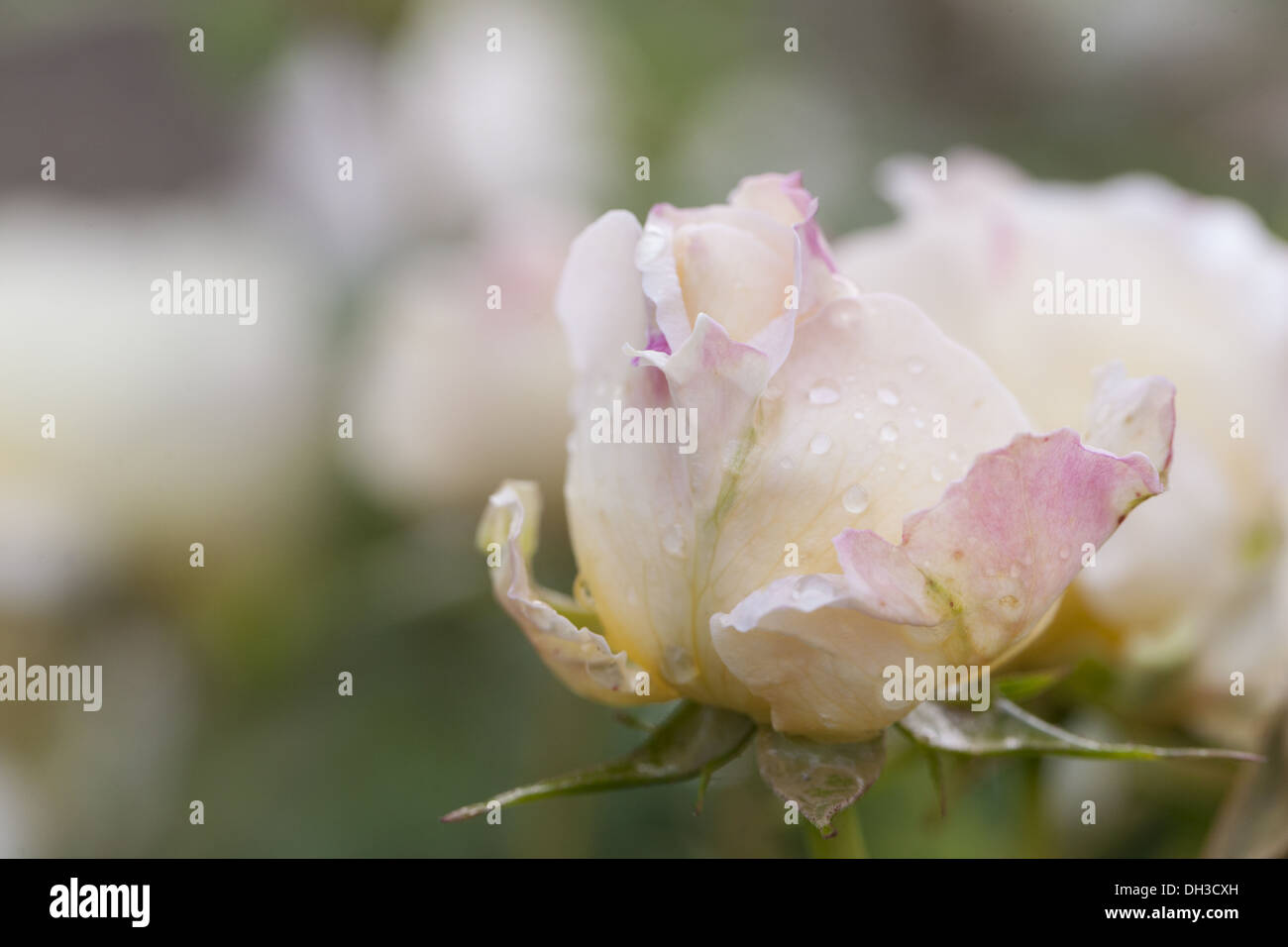Rosiden rose hi-res stock photography and images - Alamy