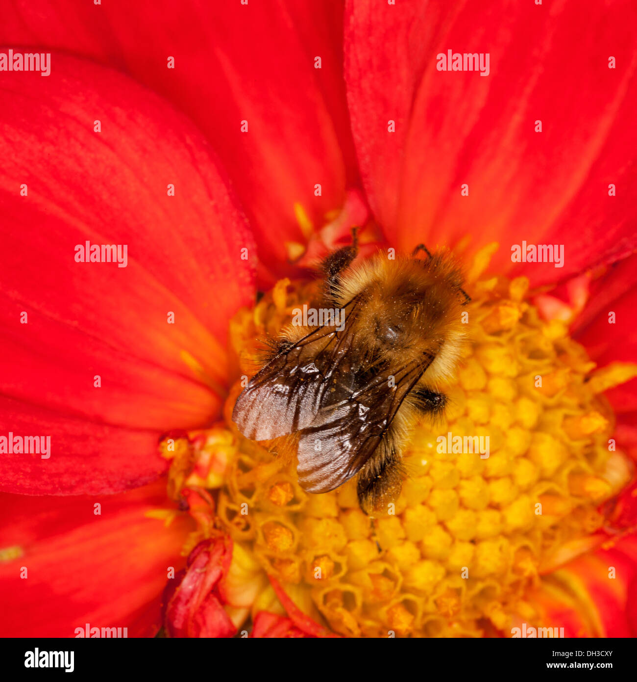 Bumblebee on Red Dahlia Stock Photo