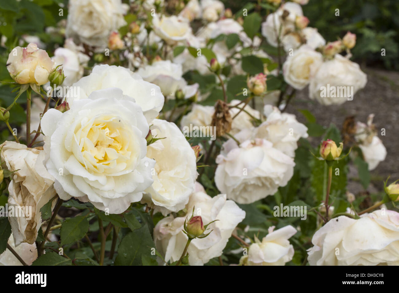 Rosiden rose hi-res stock photography and images - Alamy