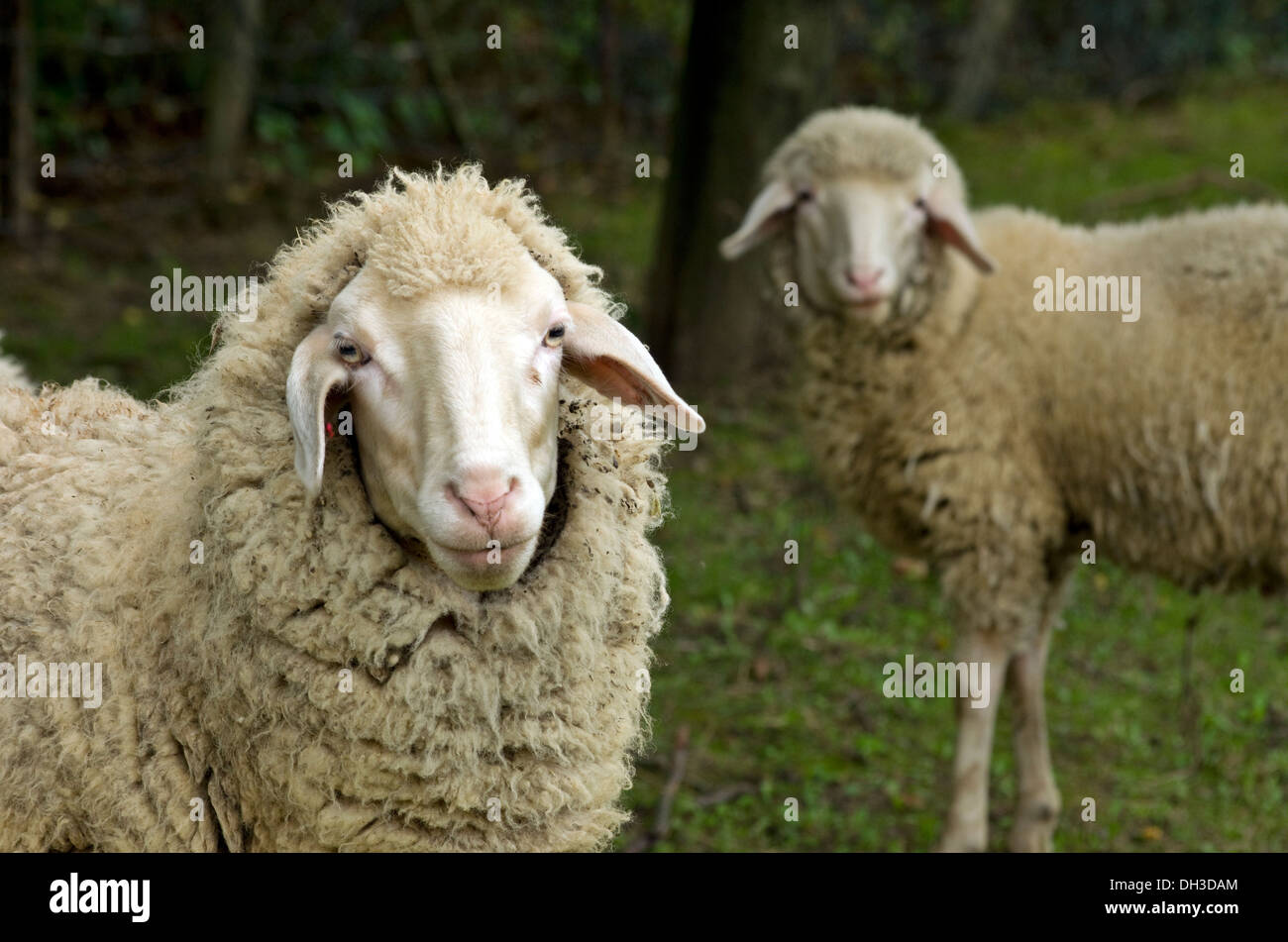 Sheep farm in the Czech Republic Stock Photo