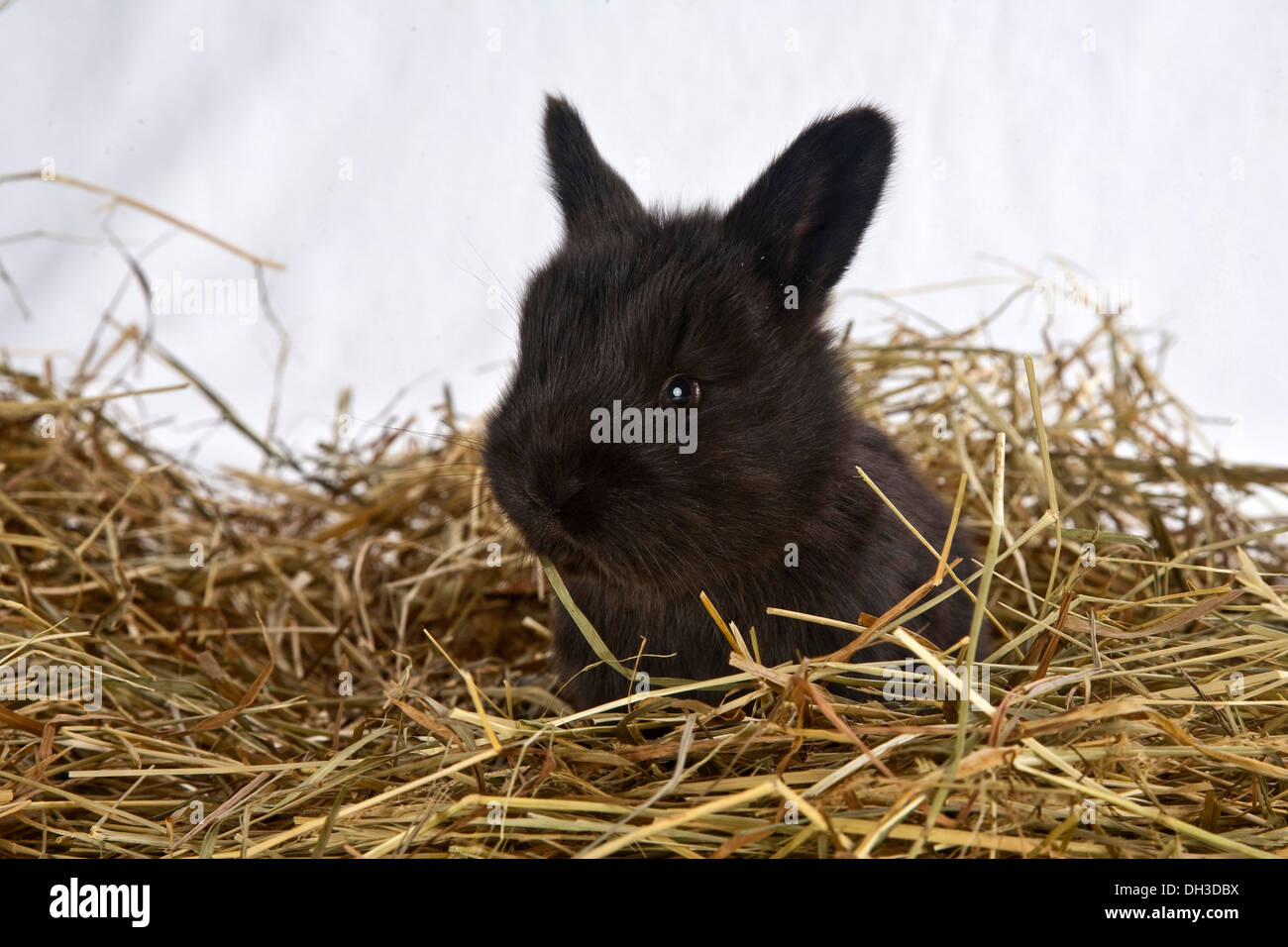 Dwarf rabbit, young, sitting on straw Stock Photo Alamy