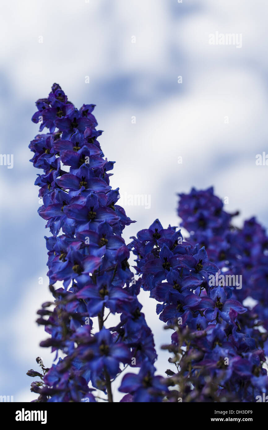 High larkspur hi-res stock photography and images - Alamy
