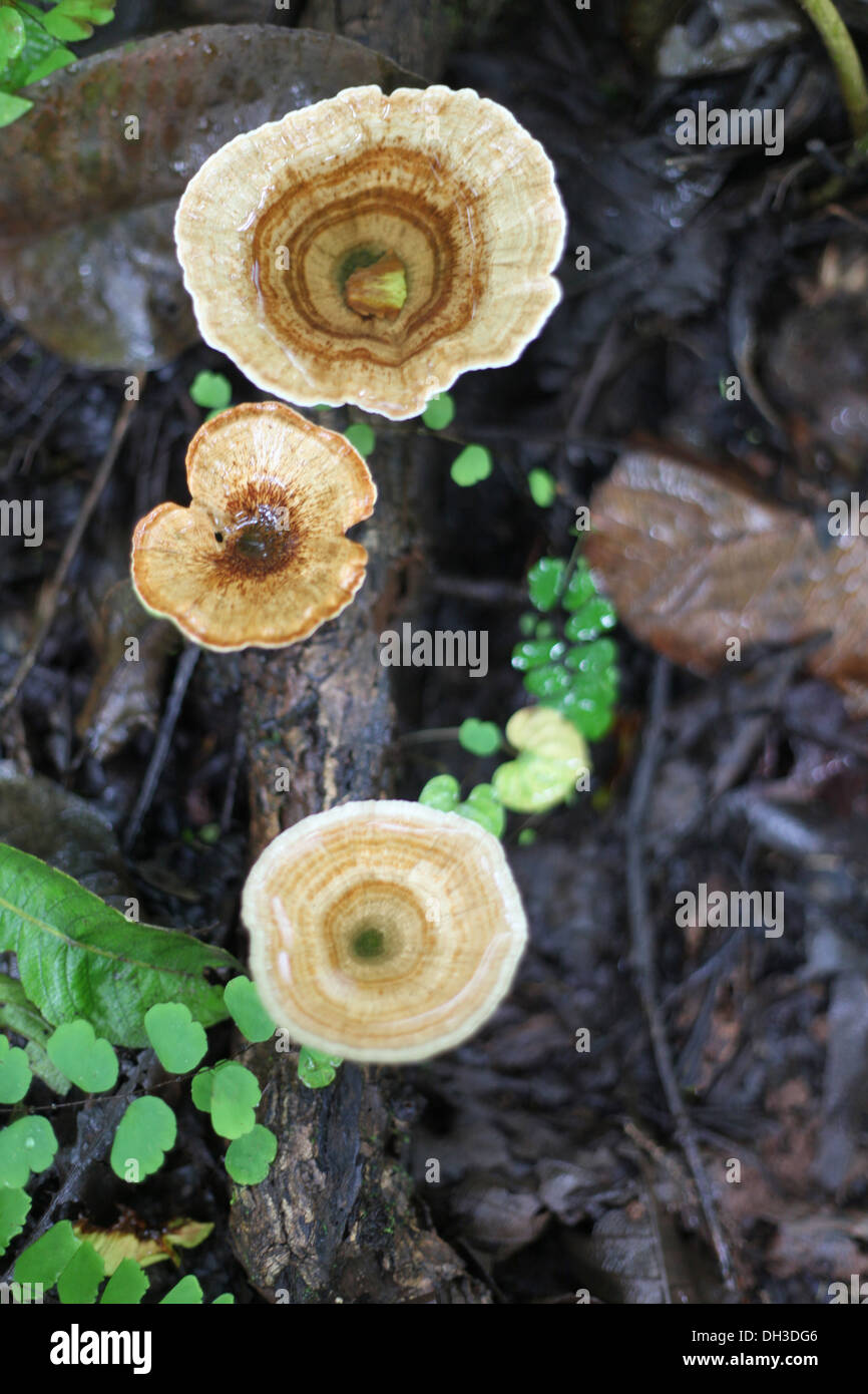 Mushrooms. Madhya Pradesh, India Stock Photo Alamy