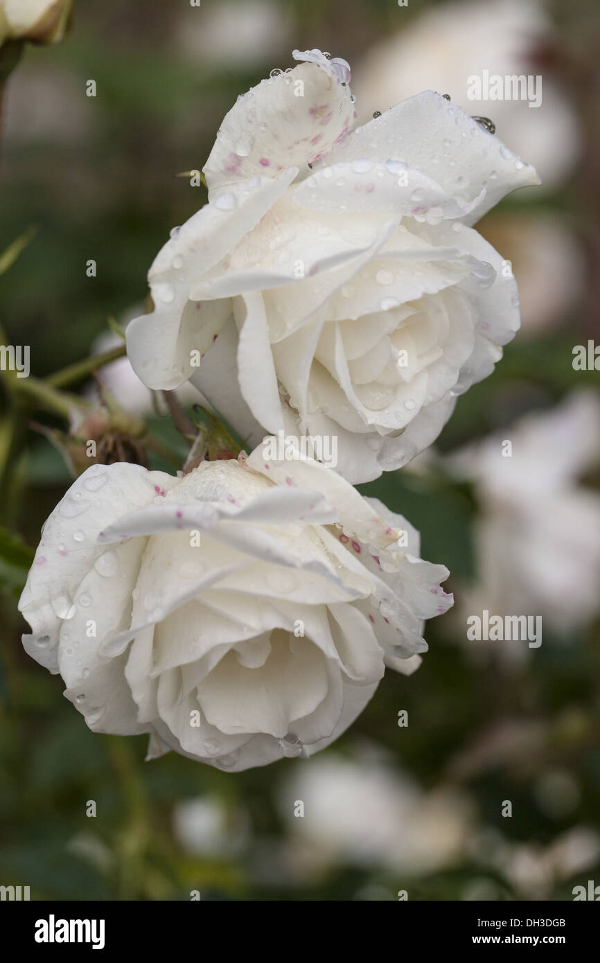 Rose 'Snow White' (Rosa Stock Photo - Alamy