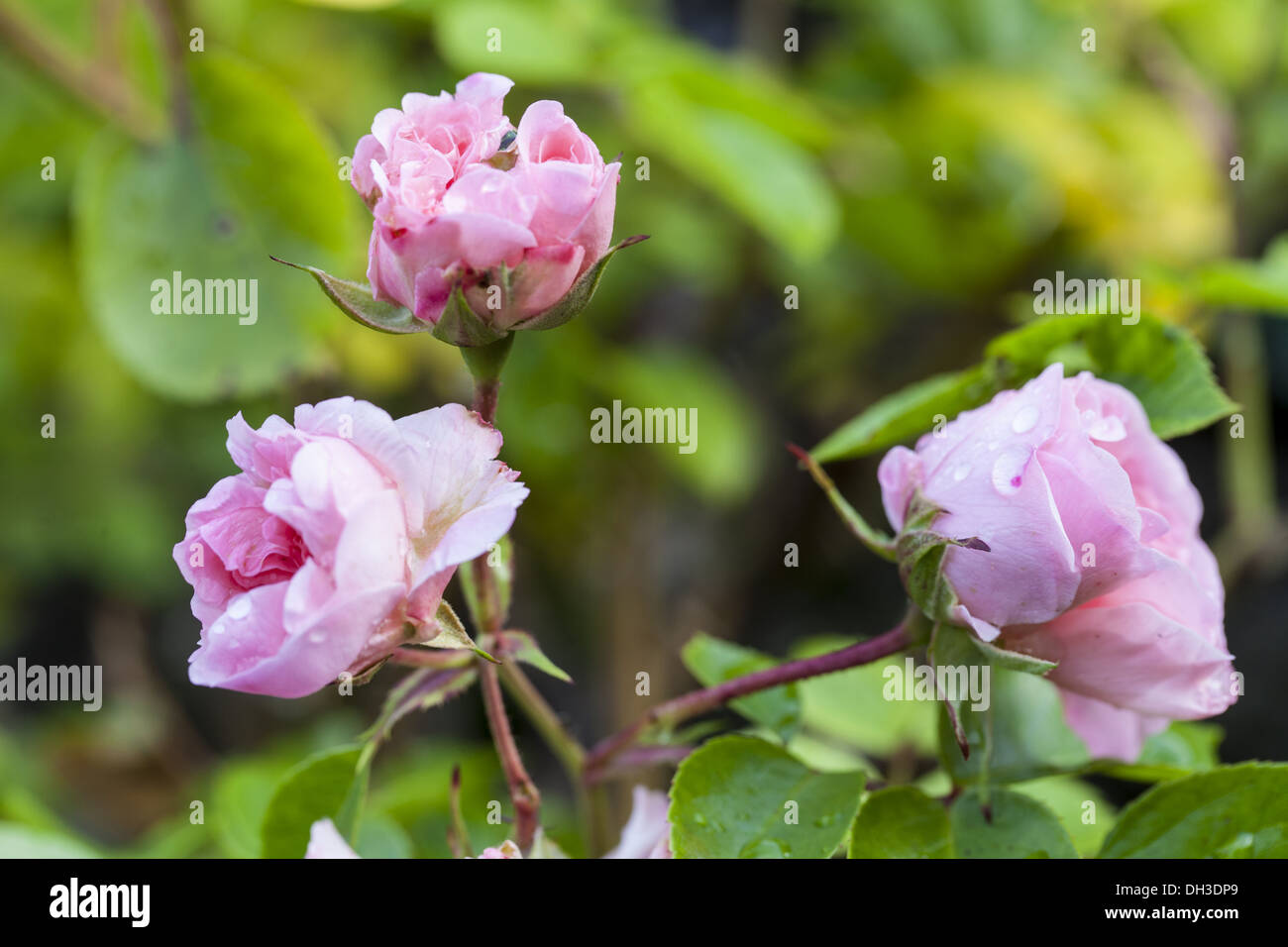 Rose (Rosa) Centenaire de Lourdes) Stock Photo