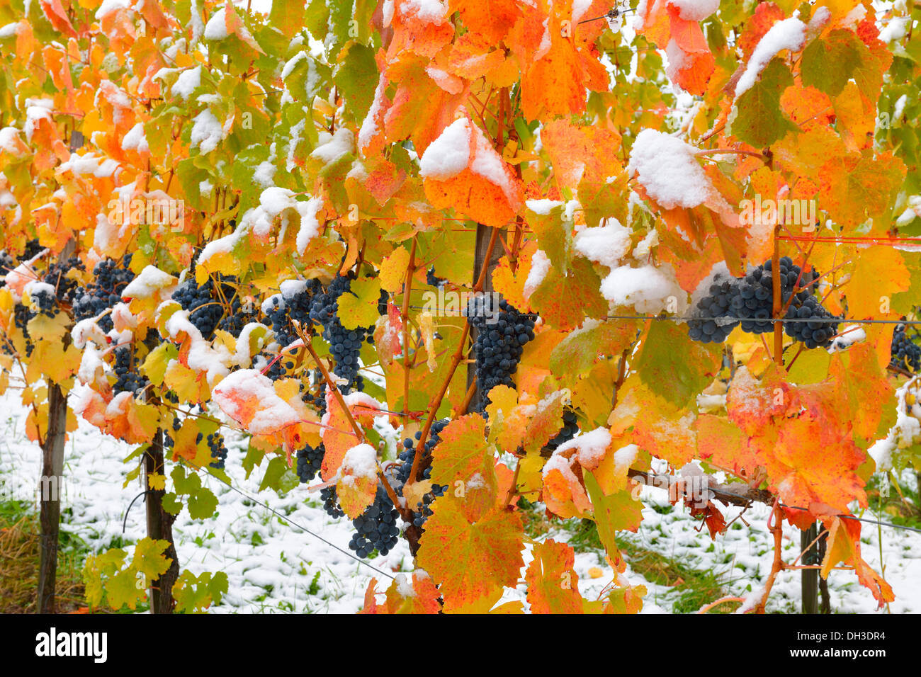 Snowcovered grapevines, Dornfelder grapes, in autumn Stock Photo