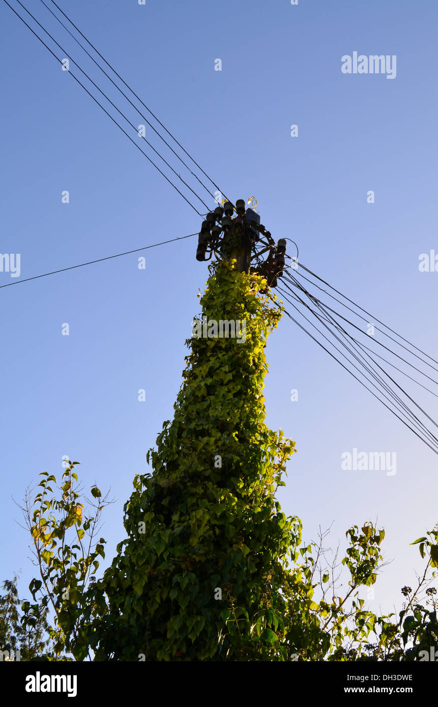 Utility pole covered with ivy Stock Photo
