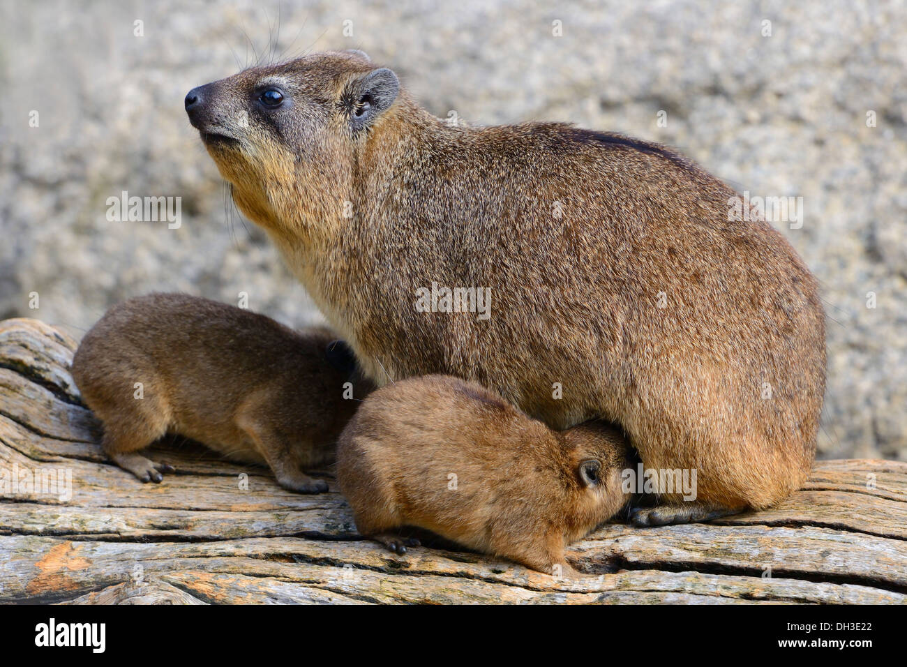 Rock Hyrax or Cape Hyrax (Procavia capensis) adult female with cubs, African species, captive, Stuttgart, Baden-Wuerttemberg Stock Photo
