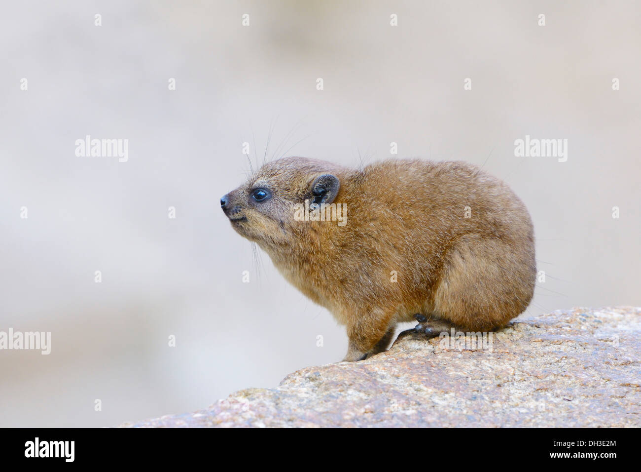 Rock Hyrax or Cape Hyrax (Procavia capensis), Baden-Württemberg, Germany Stock Photo