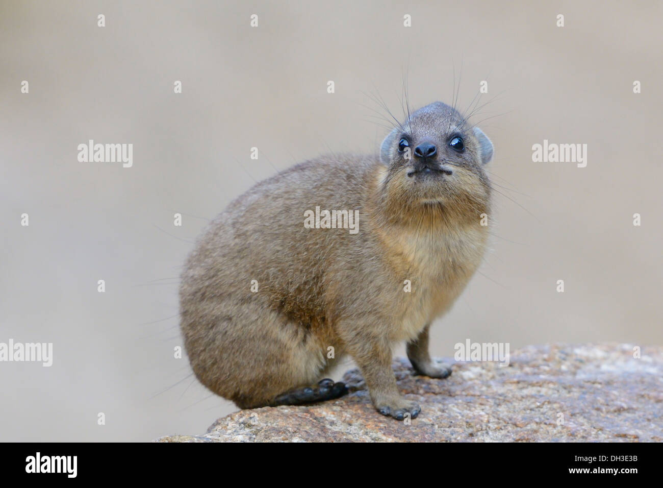Rock Hyrax or Cape Hyrax (Procavia capensis), Baden-Württemberg, Germany Stock Photo