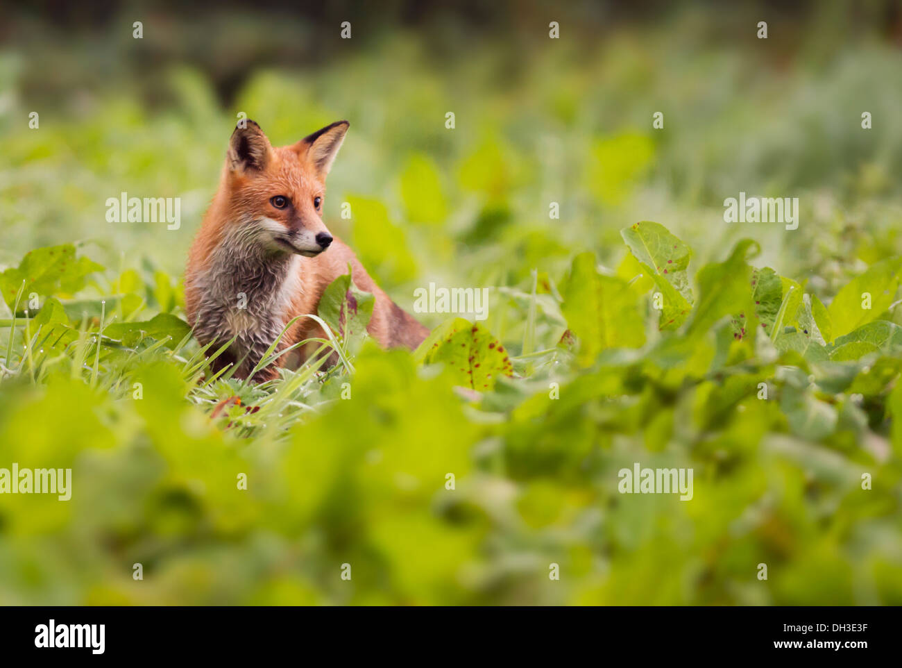 Fox up close hi-res stock photography and images - Alamy