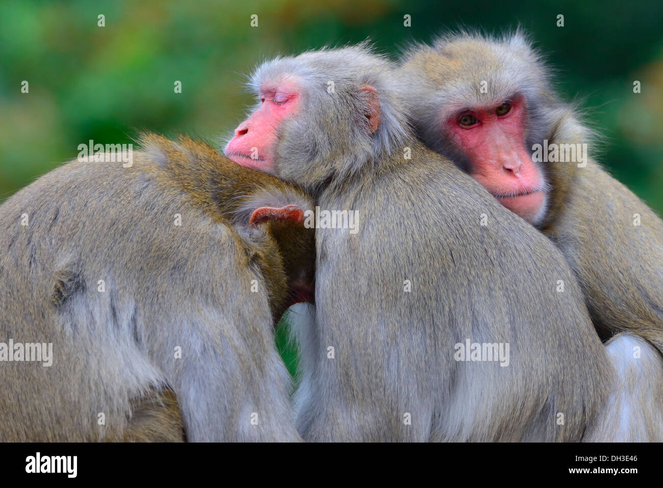 Japanese Macaques (Macaca fuscata), Baden-Württemberg, Germany Stock Photo