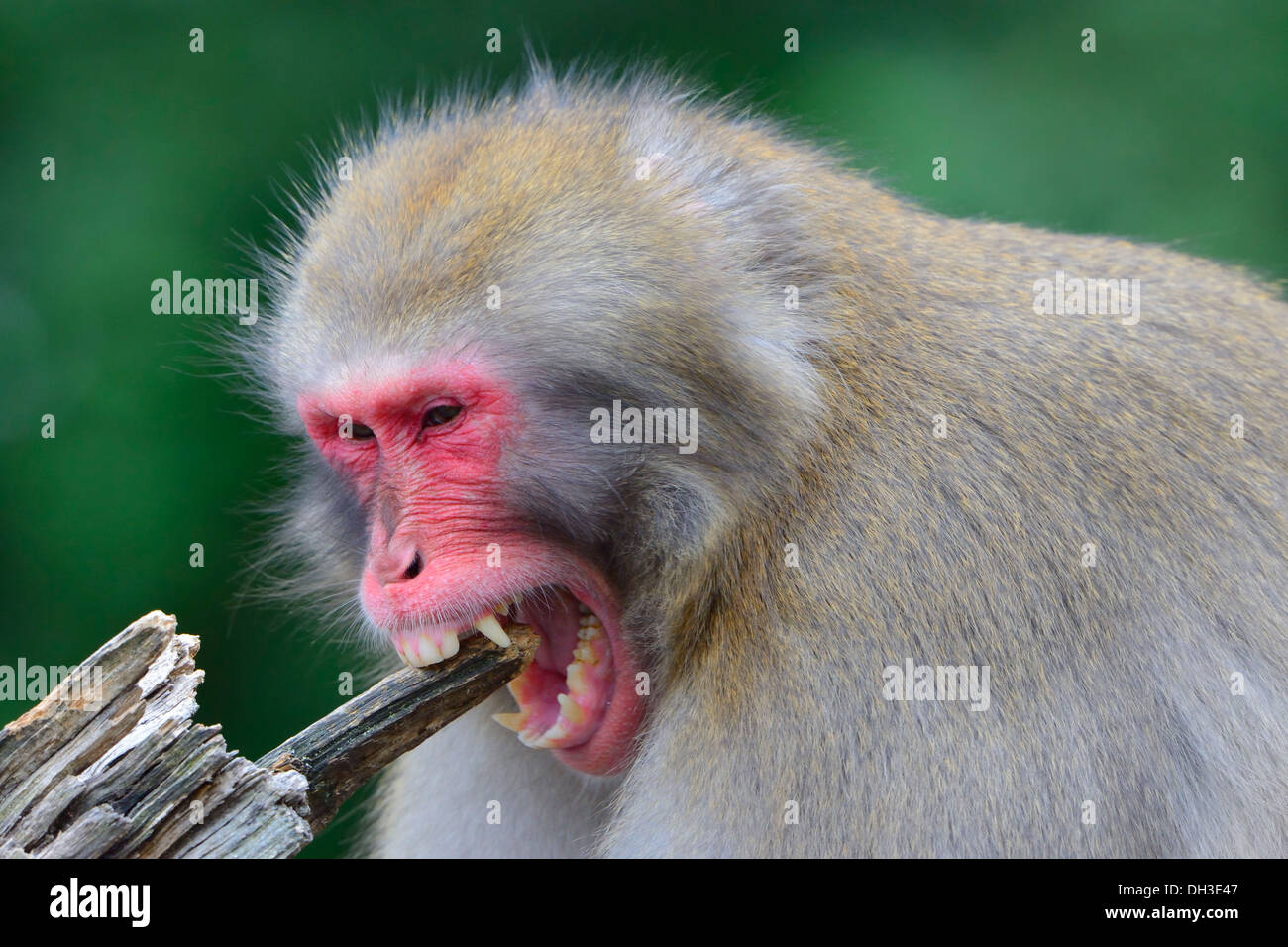 Japanese Macaque (Macaca fuscata) chewing wood, Baden-Württemberg, Germany Stock Photo
