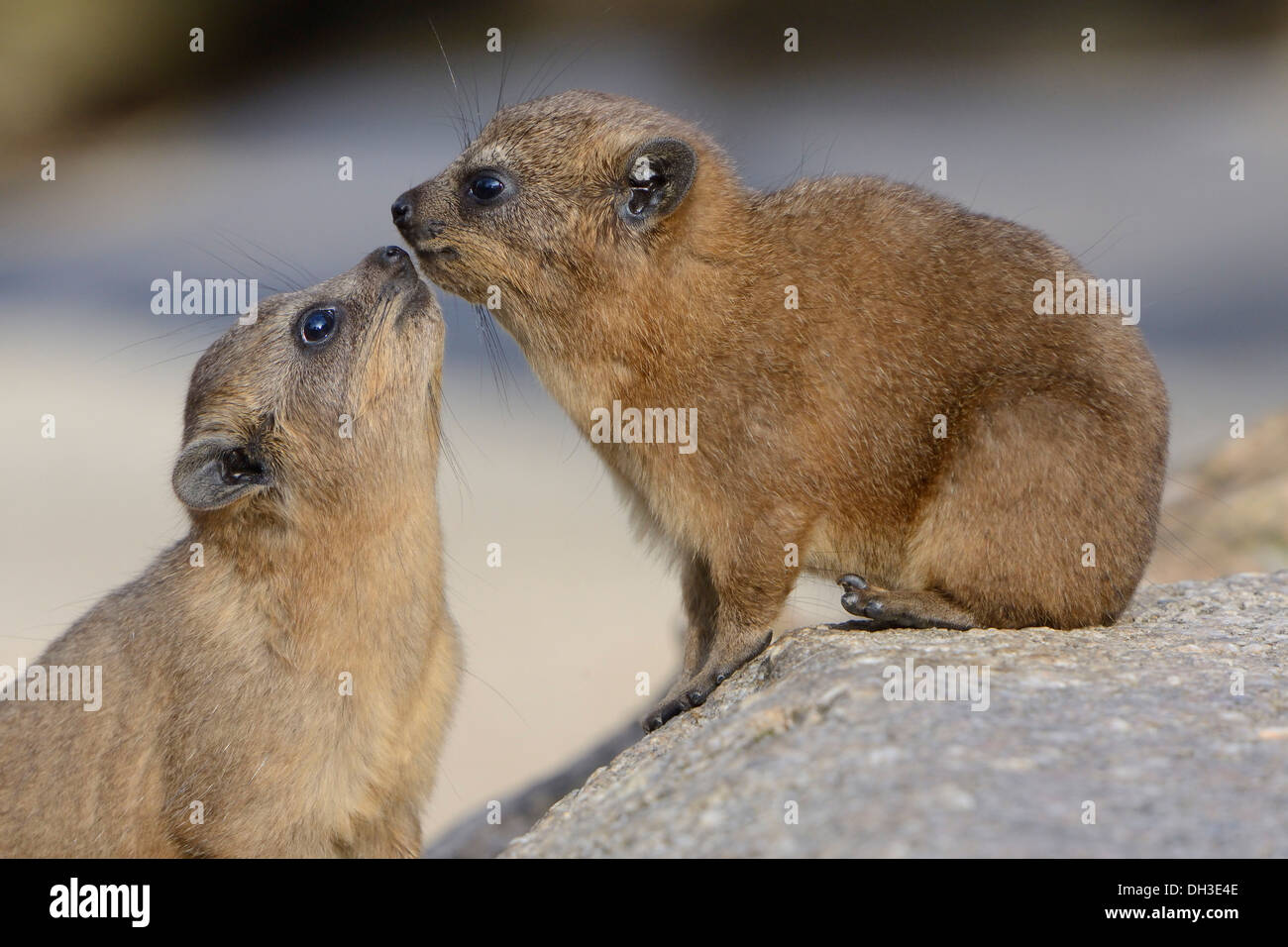 Two Rock Hyraxes or Cape Hyraxes (Procavia capensis), Baden-Württemberg, Germany Stock Photo