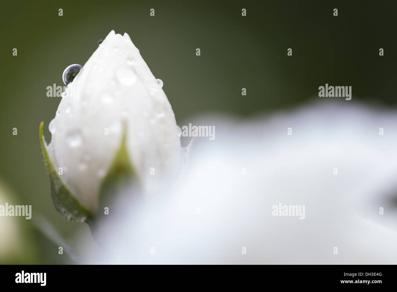Rosiden rose hi-res stock photography and images - Alamy