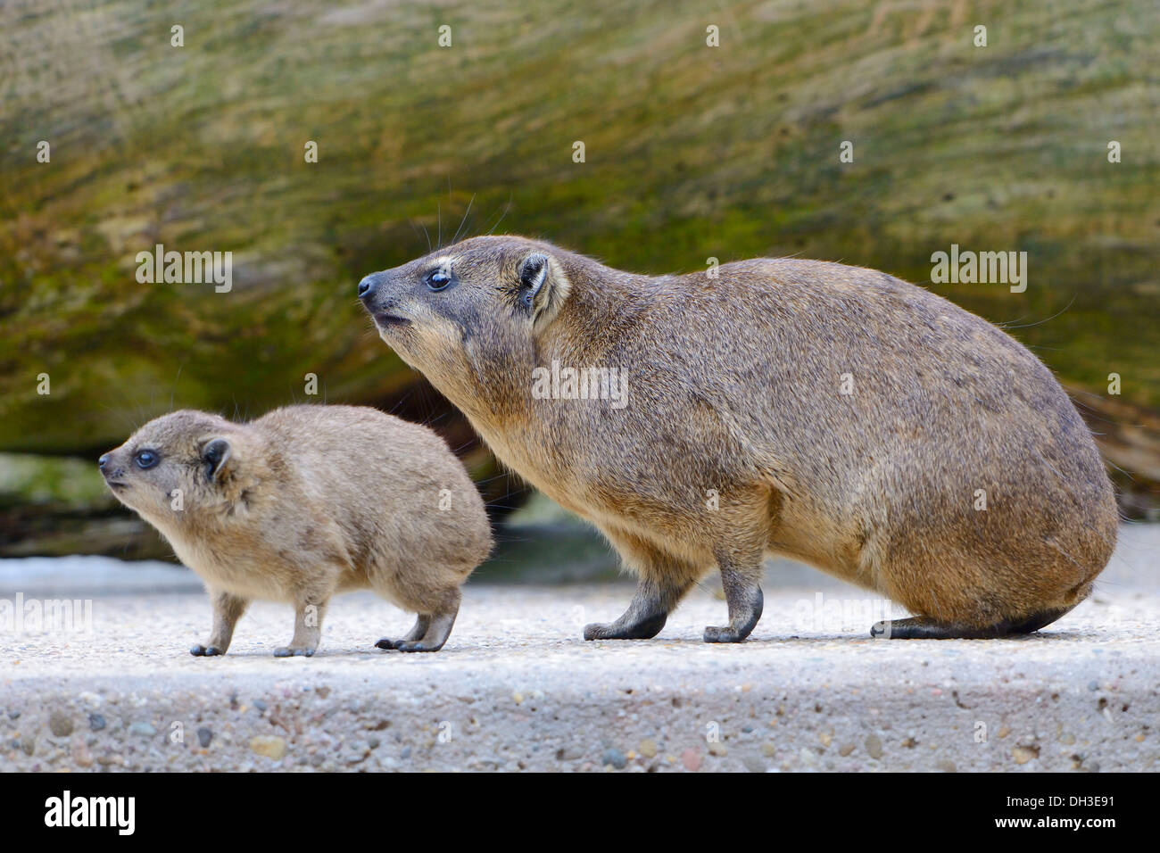 Rock Hyrax or Cape Hyrax (Procavia capensis) ith its young, Baden-Württemberg, Germany Stock Photo