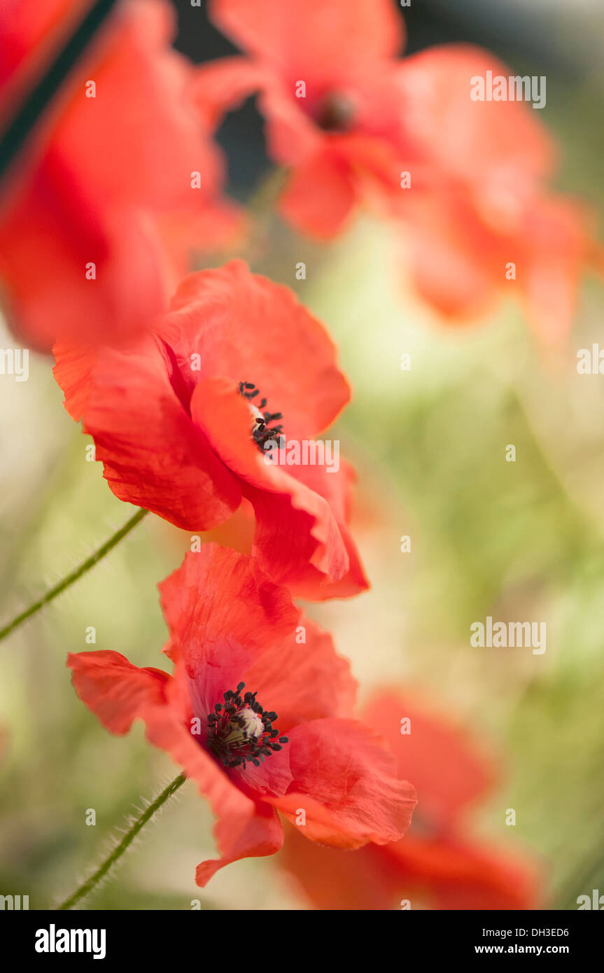 Poppy Papaver rhoeas Shirley series. Group of flowers with delicate crumpled petals and black stamens surrounding pale Stock Photo