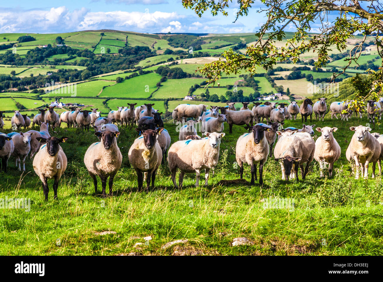 A flock of Welsh sheep in the Brecon Beacons National Park, Wales. Stock Photo