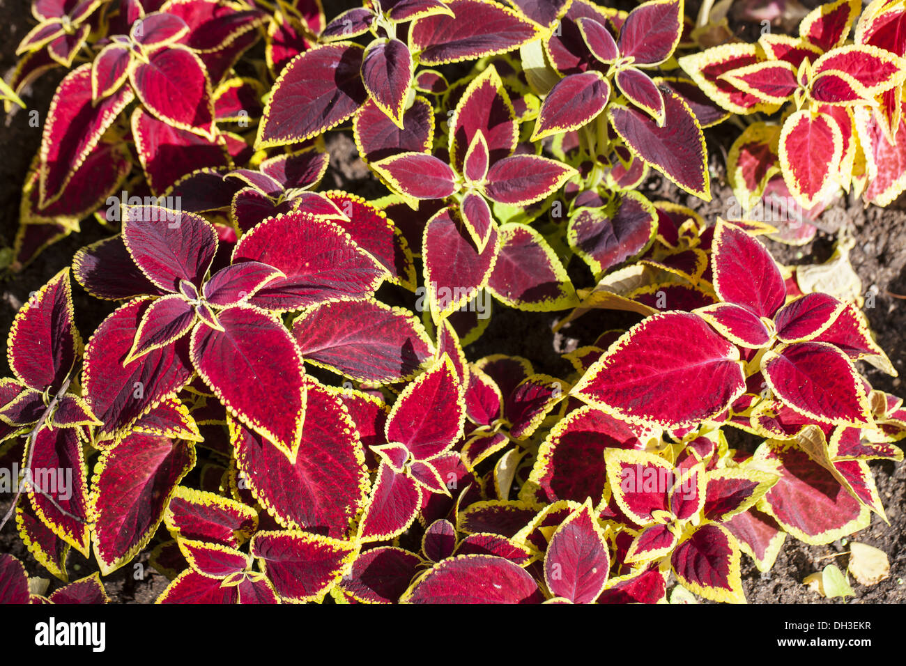 Coleus (Solenostemon scutellarioides) Stock Photo