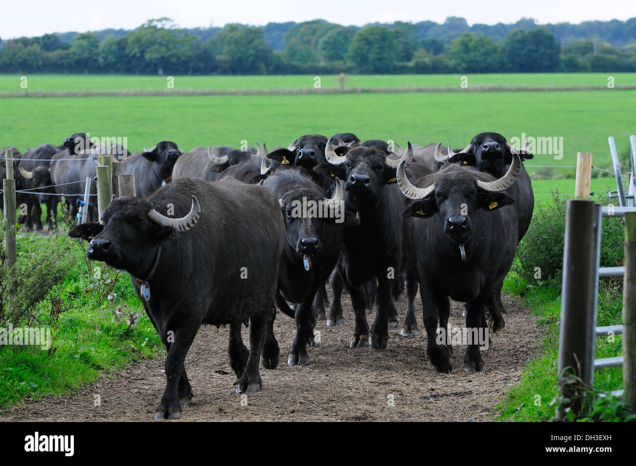 Buffalo Farm High Resolution Stock Photography and Images - Alamy