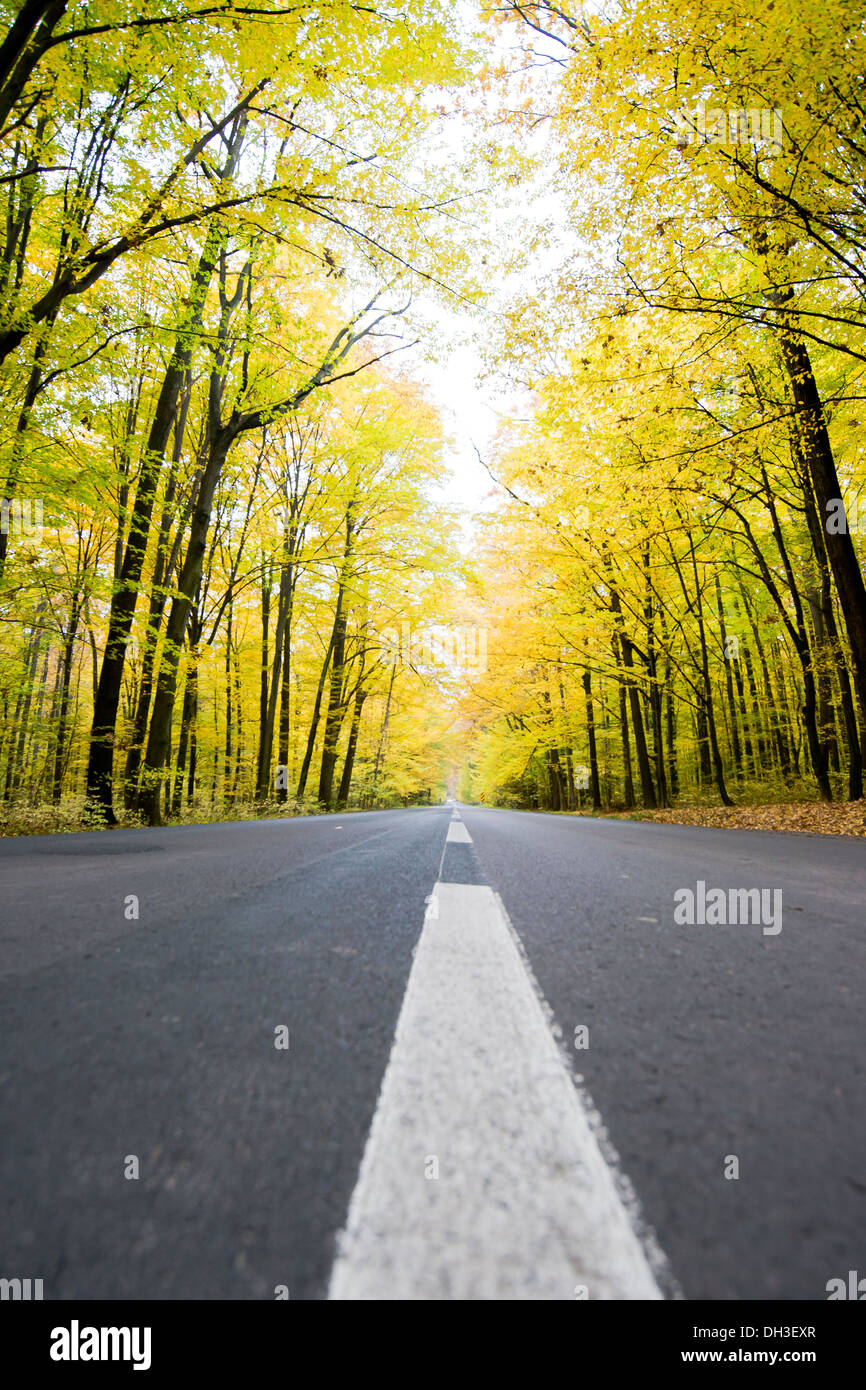 asphalt road in golden autumn forest Stock Photo - Alamy