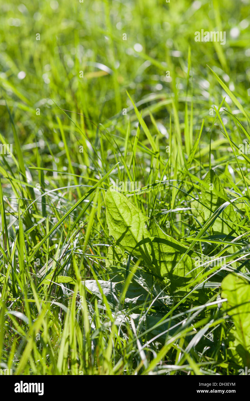 Bright green grass Stock Photo