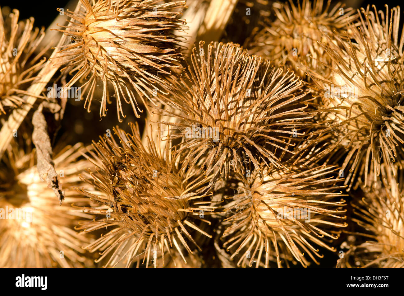 seed fruit cases of burdock plant whose hook tipped burrs inspired