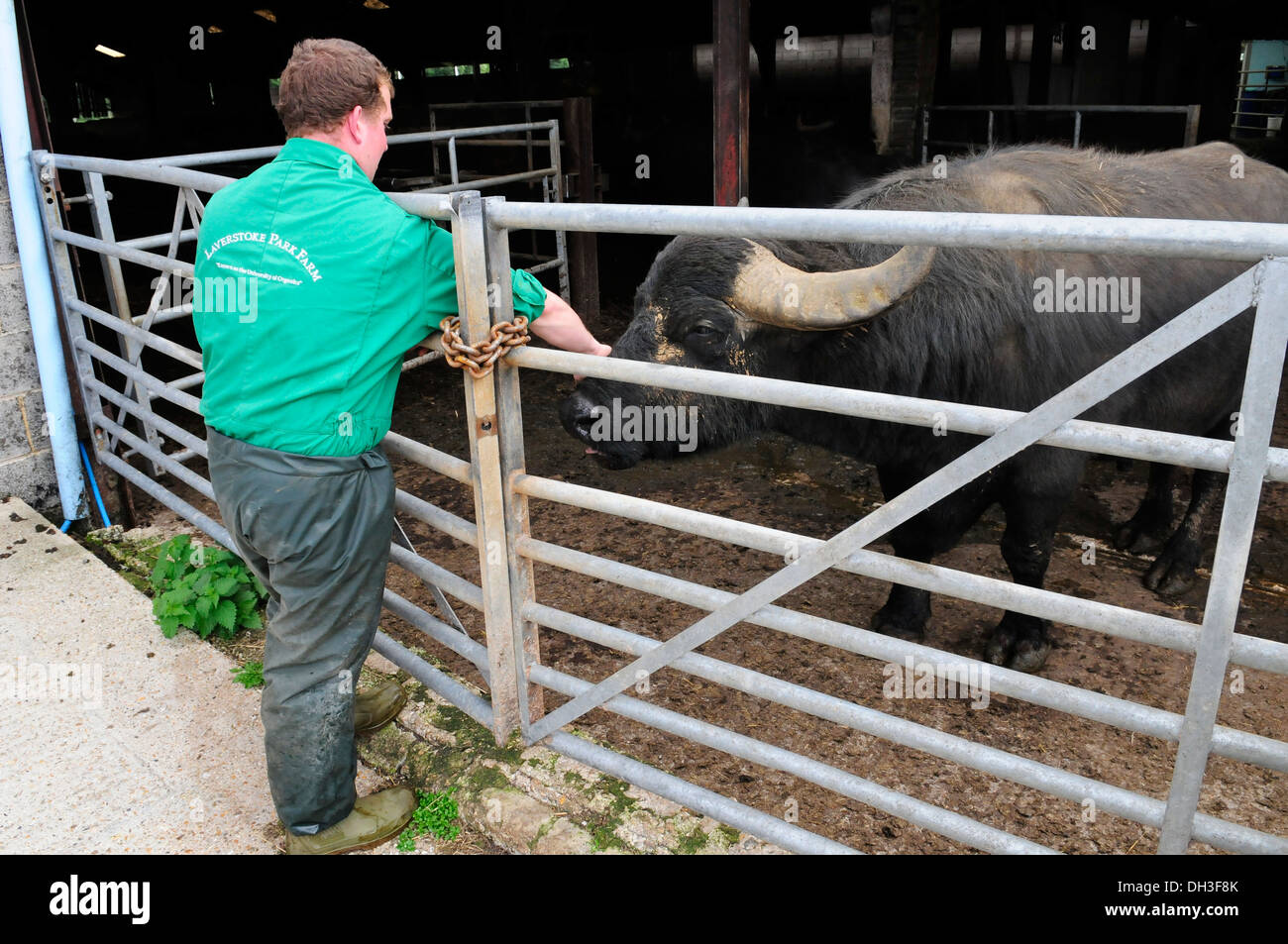 Farmer with water buffalo at [Laverstoke Park Farm, Hampshire] UK Stock Photo