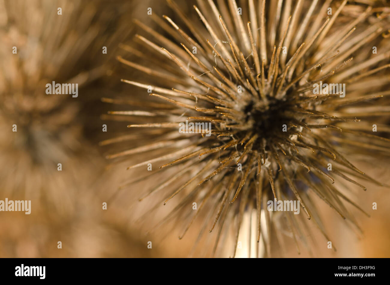 seed fruit cases of burdock plant whose hook tipped burrs inspired the