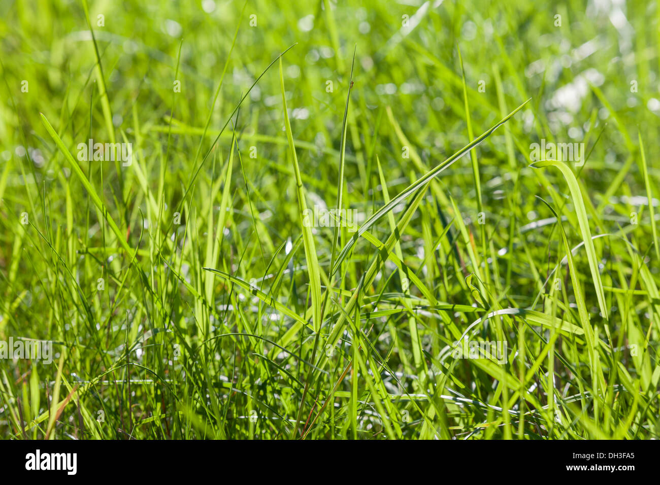 Bright green grass Stock Photo