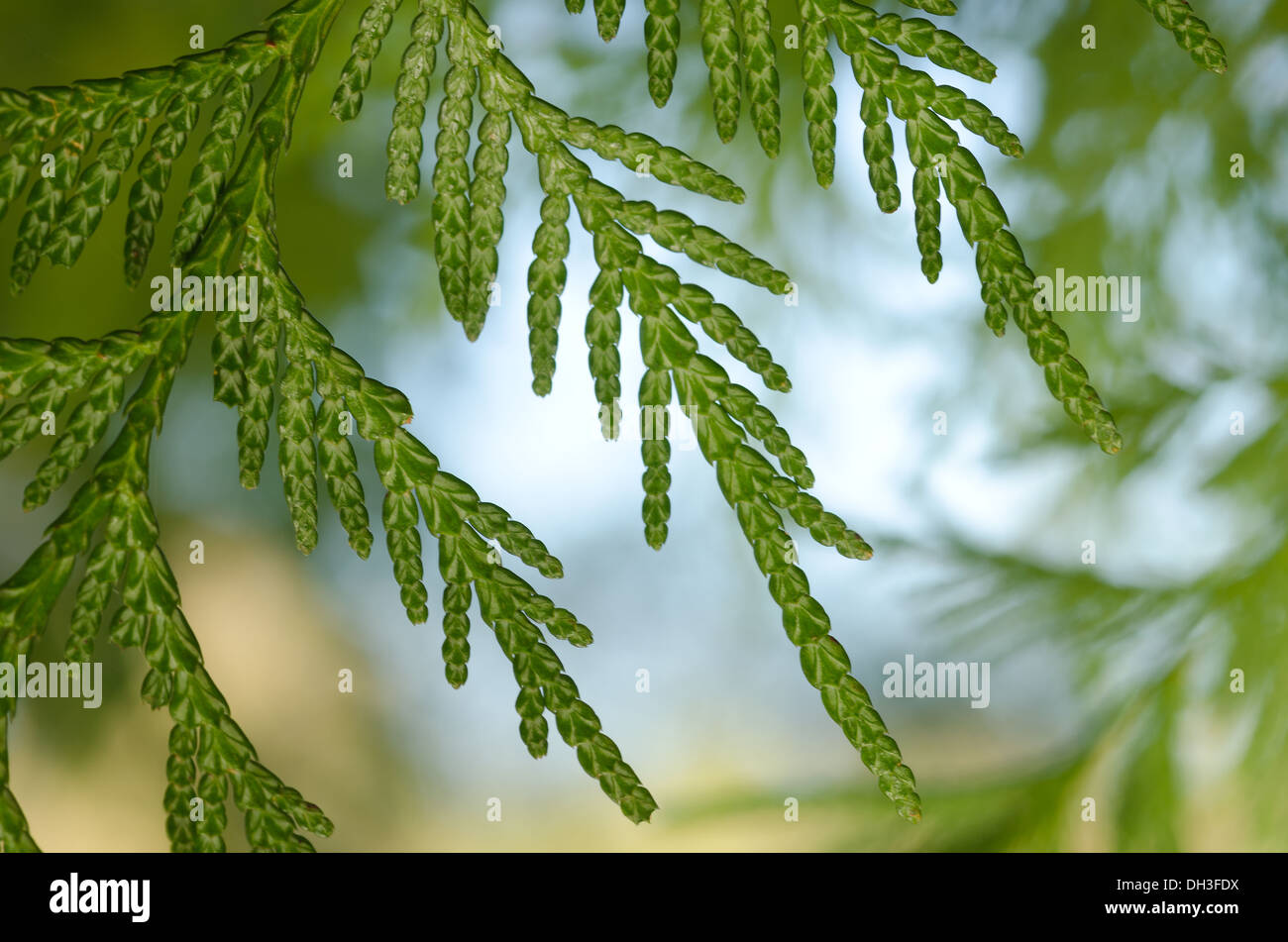 details of small delicate leaves of conifer cypress tree Stock Photo