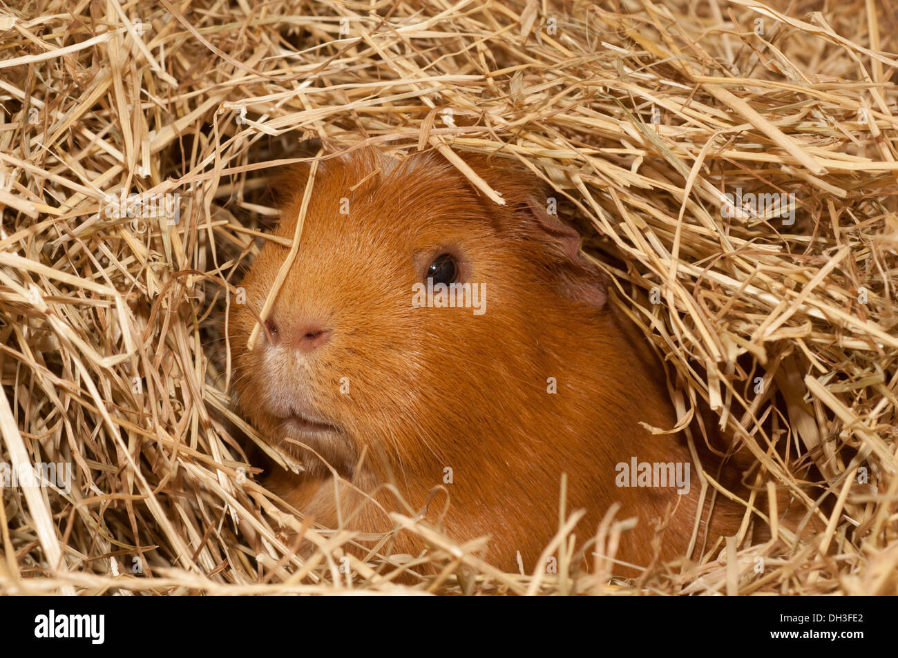 Pet Guinea pig in hay Stock Photo