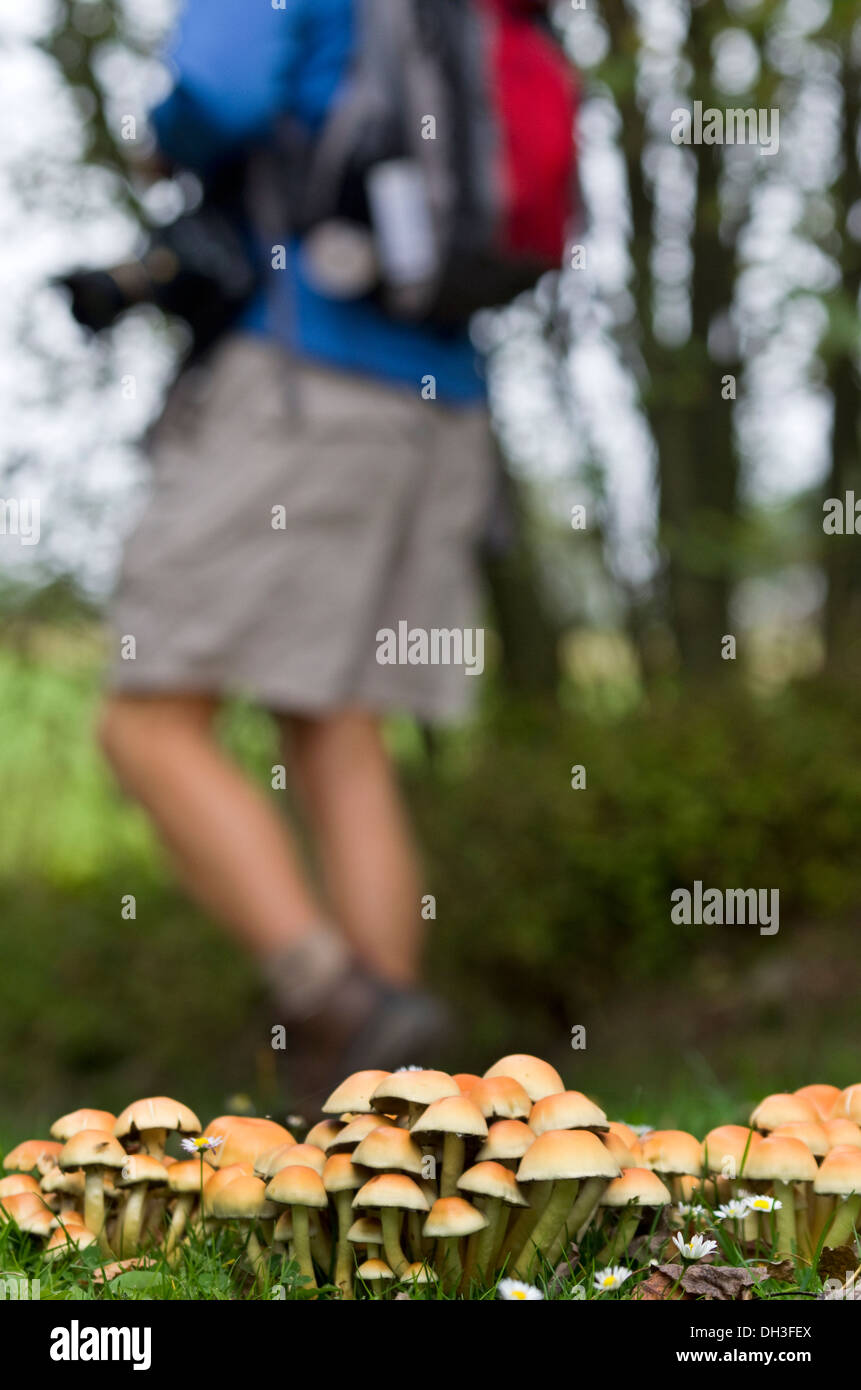 Hiker walking through a mushroom field in the Czech Republic Stock Photo