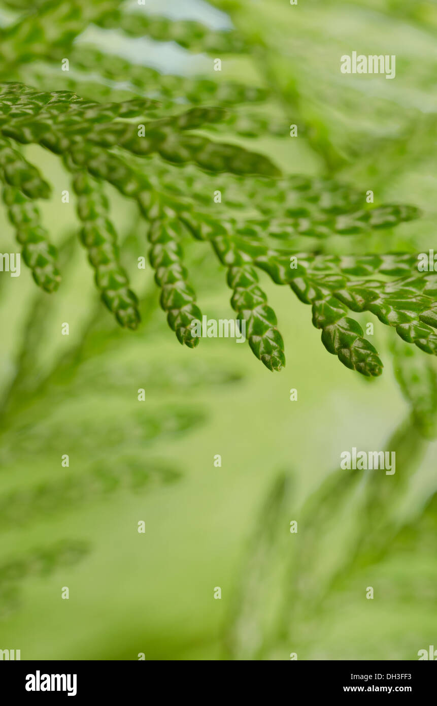 details of small delicate leaves of conifer cypress tree Stock Photo