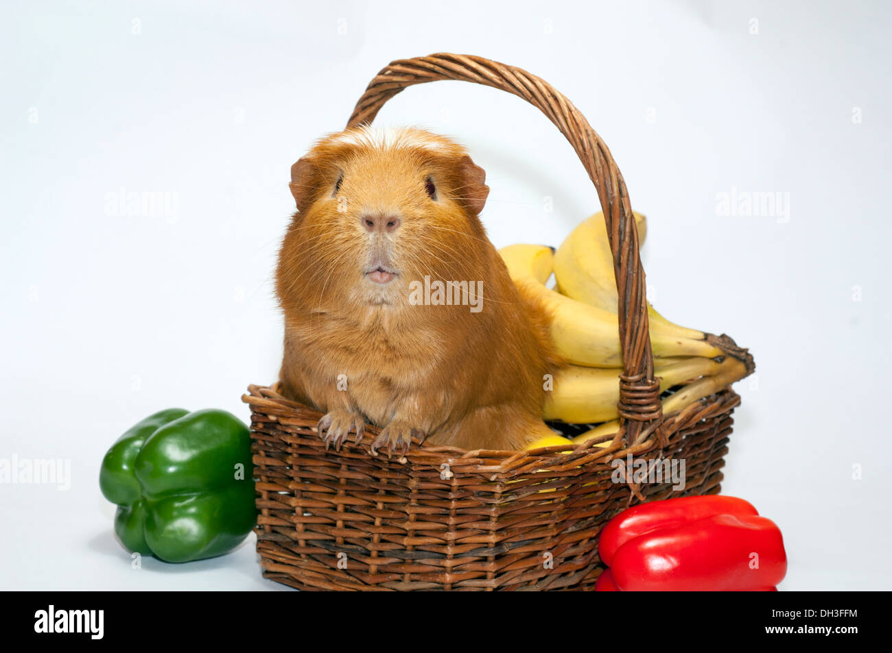 View of Guinea pig pose hi-res stock photography and images - Alamy
