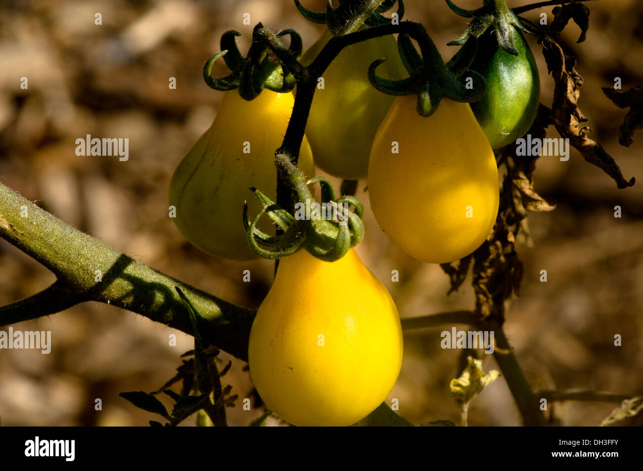Pear tomatoes growing in an organic garden in Chicago, Illinois, USA. Stock Photo