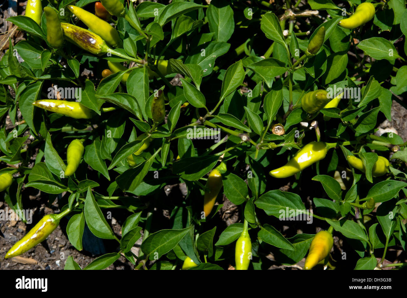 Peppers growing in an urban organic garden in Chicago, Illinois, USA