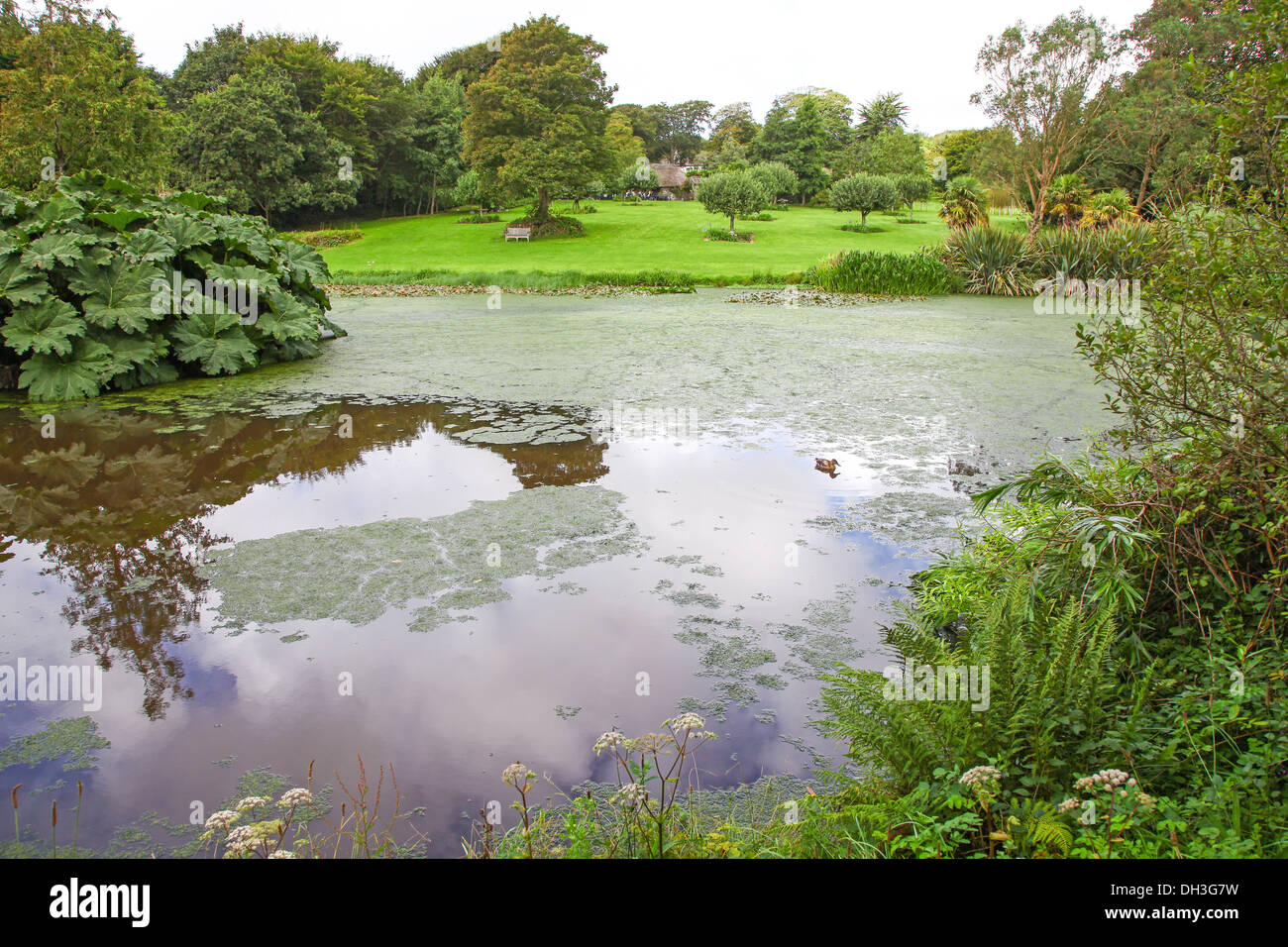 One of the ponds at Bonython Estate Gardens, Garden, Helston, Cornwall, England, UK Stock Photo