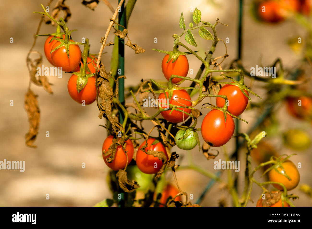 Cherry tomatoes growing in an urban organic garden in Chicago, Illinois ...