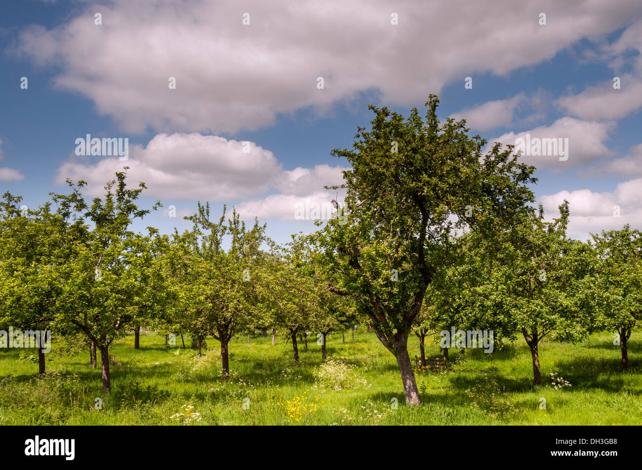 Traditional apple orchard, Stock Photo