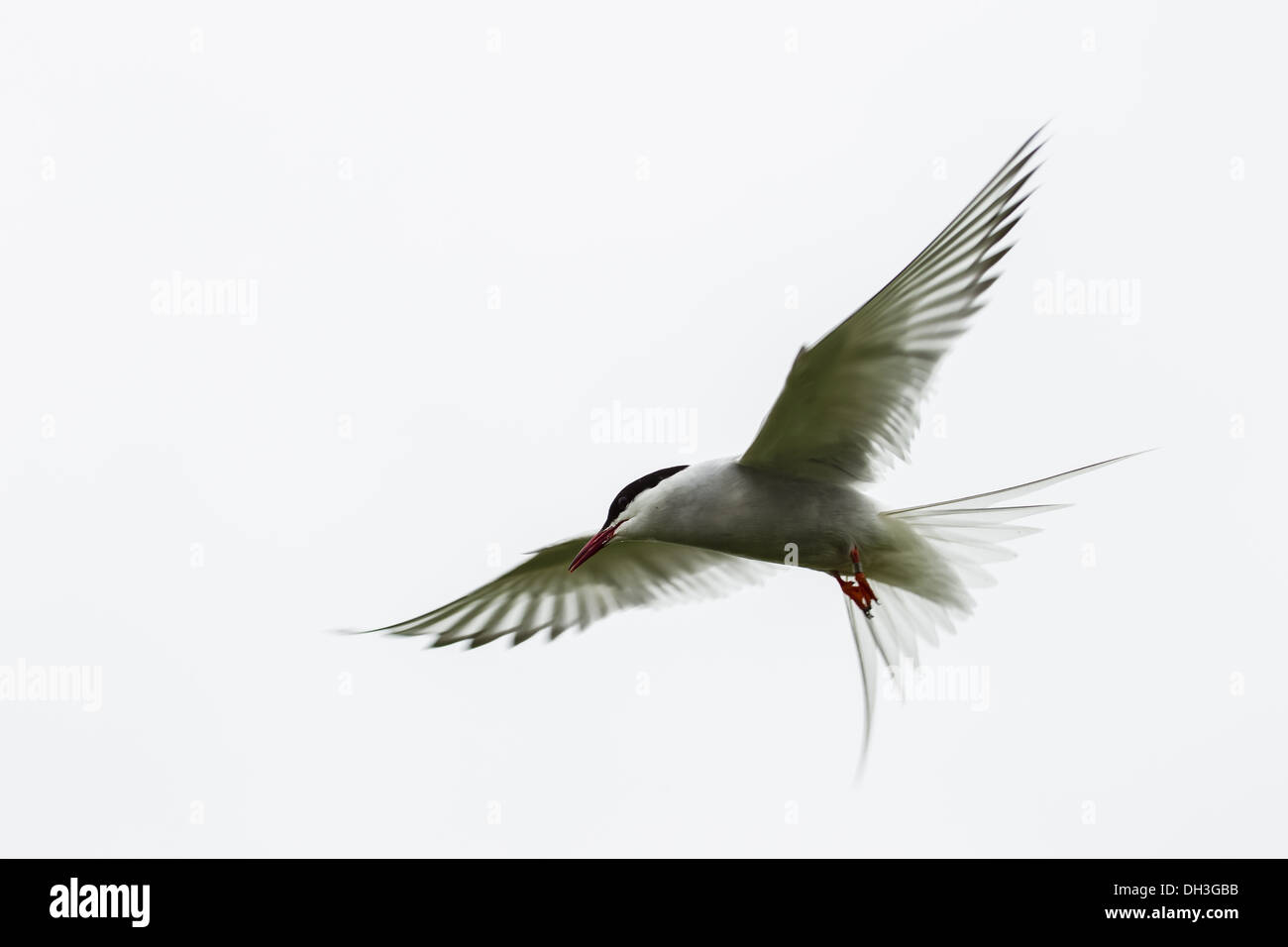 Arctic Tern (Sterna paradisaea) Stock Photo