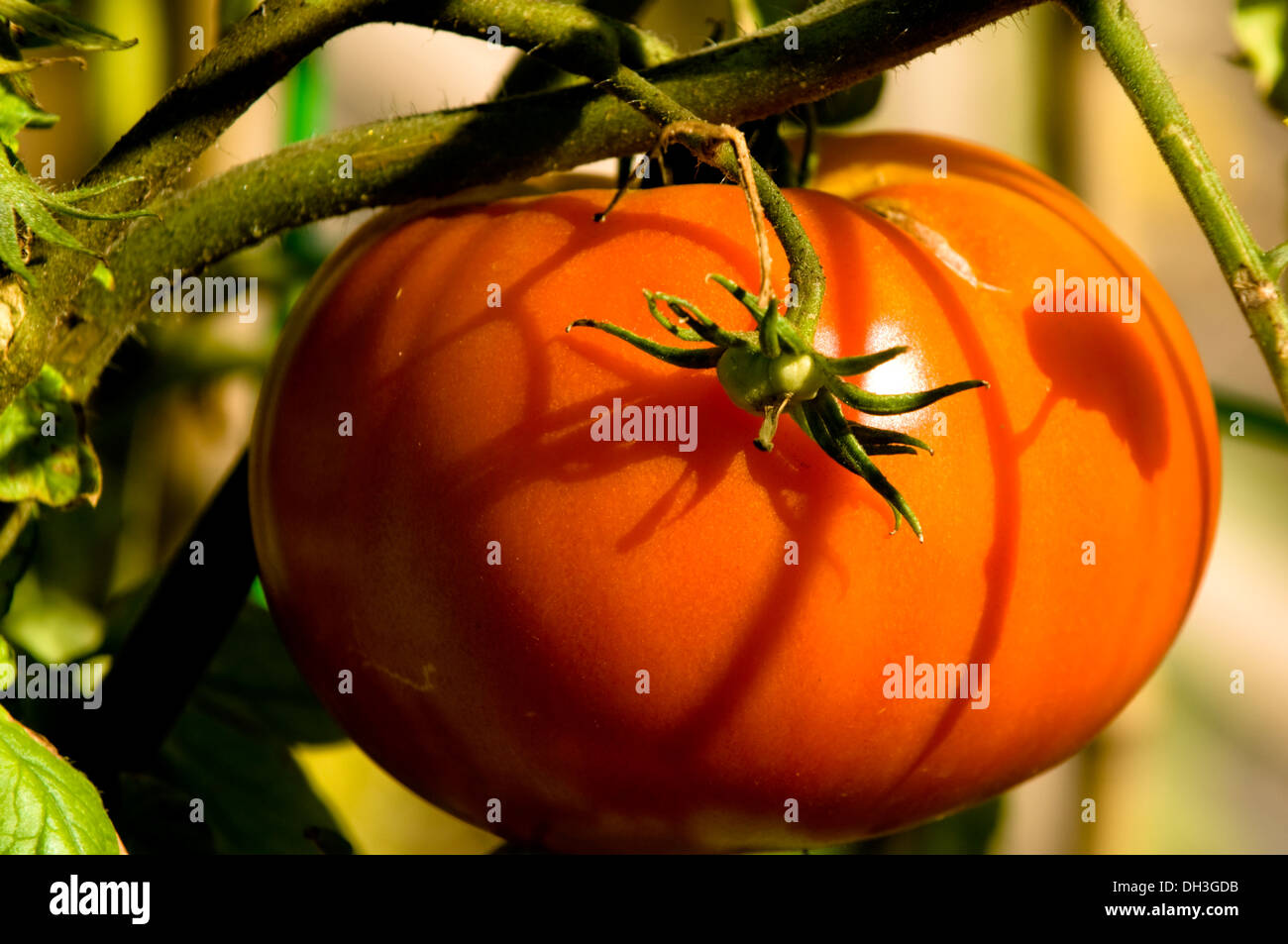 Red Orange Tomato Growing In An Urban Organic Garden In Chicago