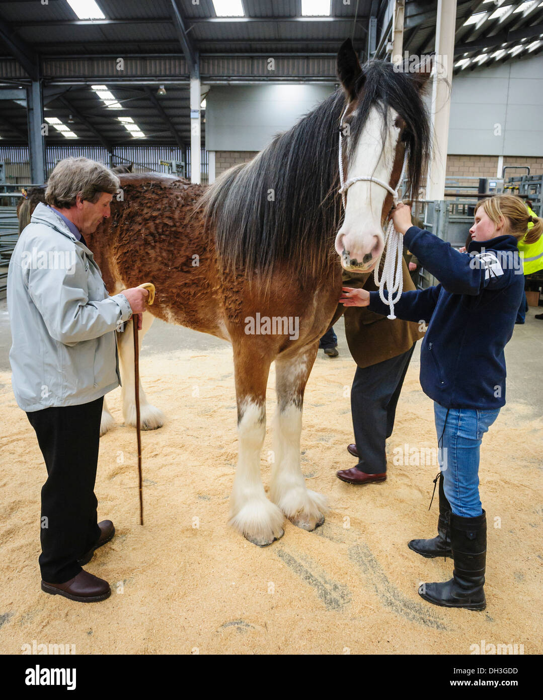Judging a Clydesdale horse at a horse show Stock Photo Alamy