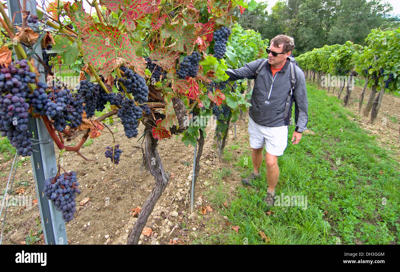 A male hiker vineyards grapes Austria country side Stock Photo