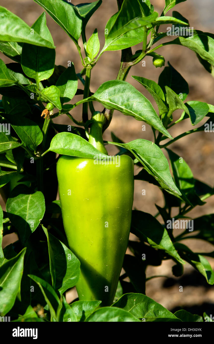 Green leaves and hot pepper growing hi-res stock photography and images ...
