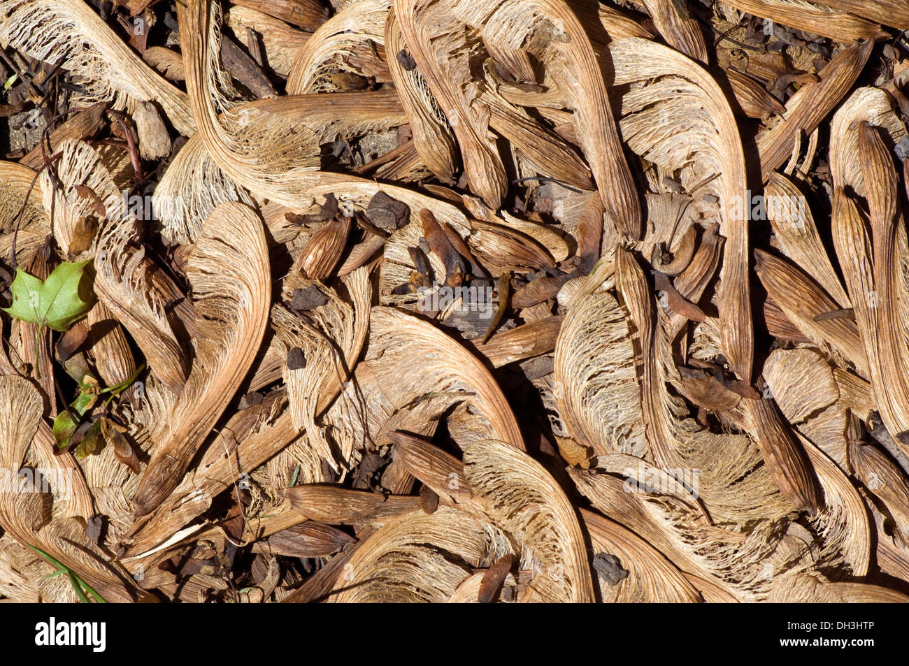 Macro photography of storm debris in the form of fallen Maple seeds, Chicago, Illinois, USA. Stock Photo