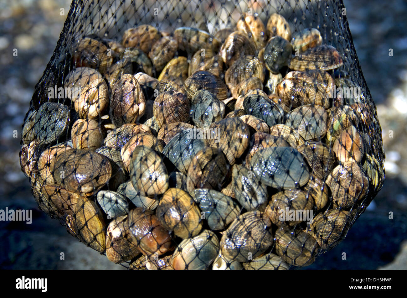 Manila clams from the Pacific Northwest Washington Stock Photo Alamy
